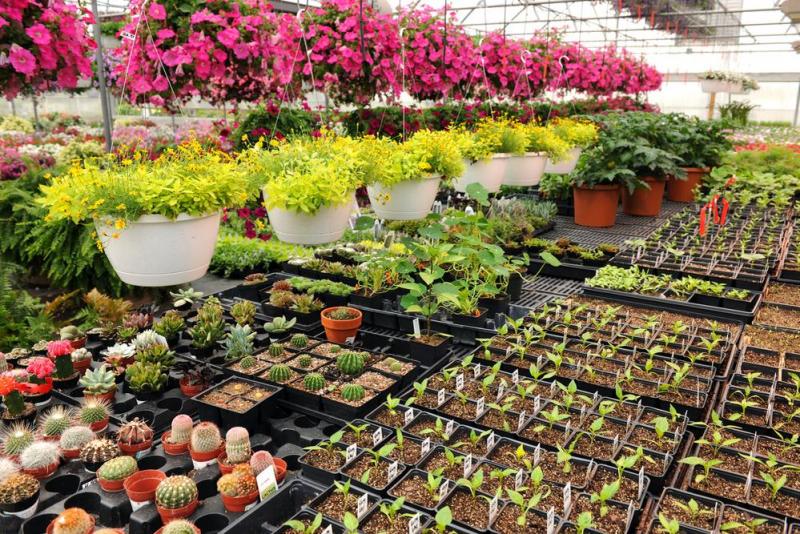 Jardinerie &agrave; Remiremont, cr&eacute;ez votre espace vert id&eacute;al